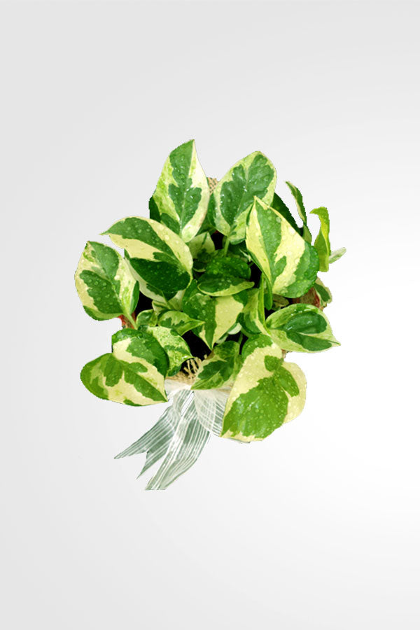 Epipremnum pinnatum N’Joy plant gift with decorative wrapping