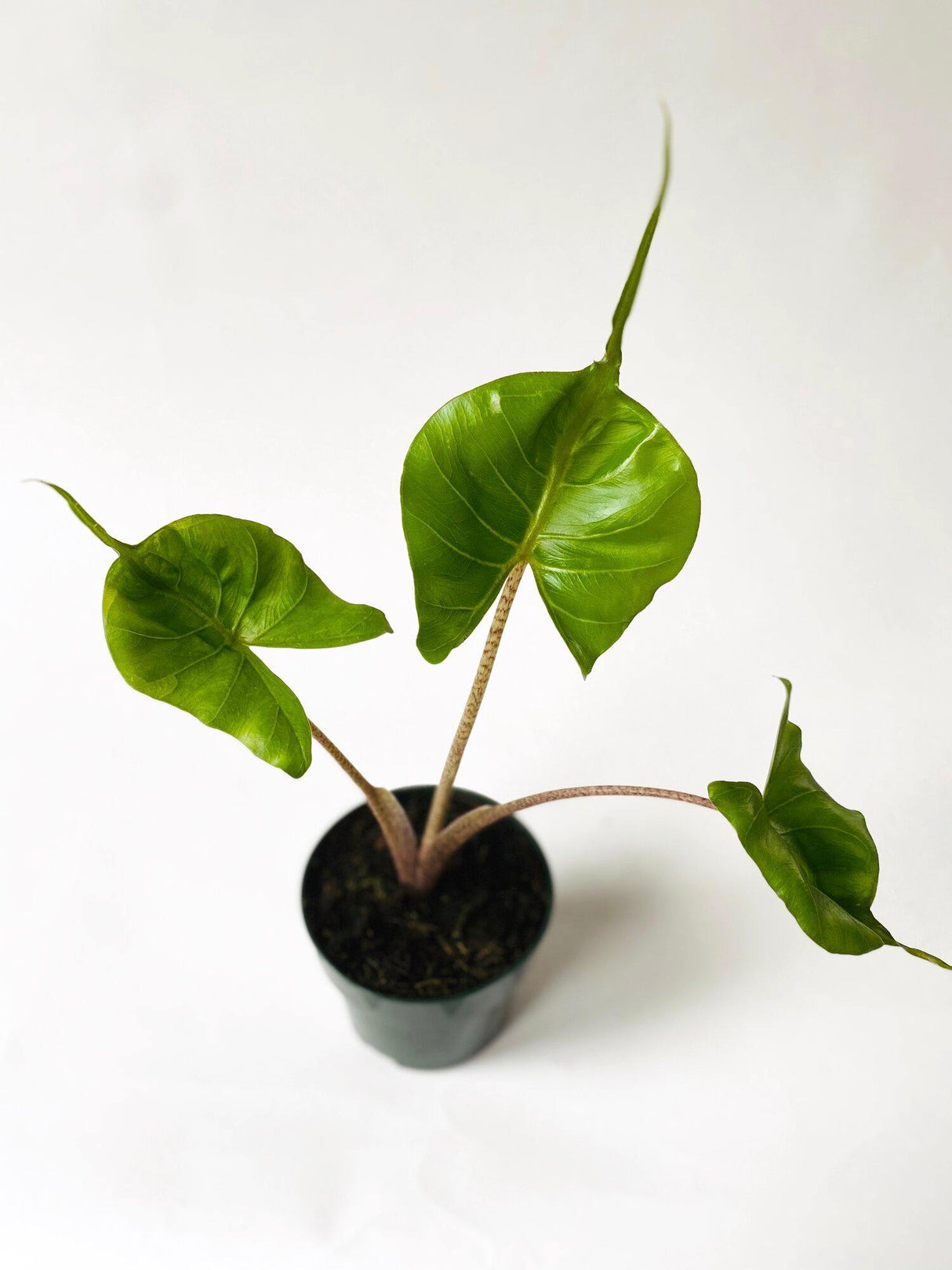 Alocasia Macrorrhizos - Elephant Ear "Stingray" - Alocasia Macrorrhizos - Elephant Ear "Stingray" - Plantsworld.ae