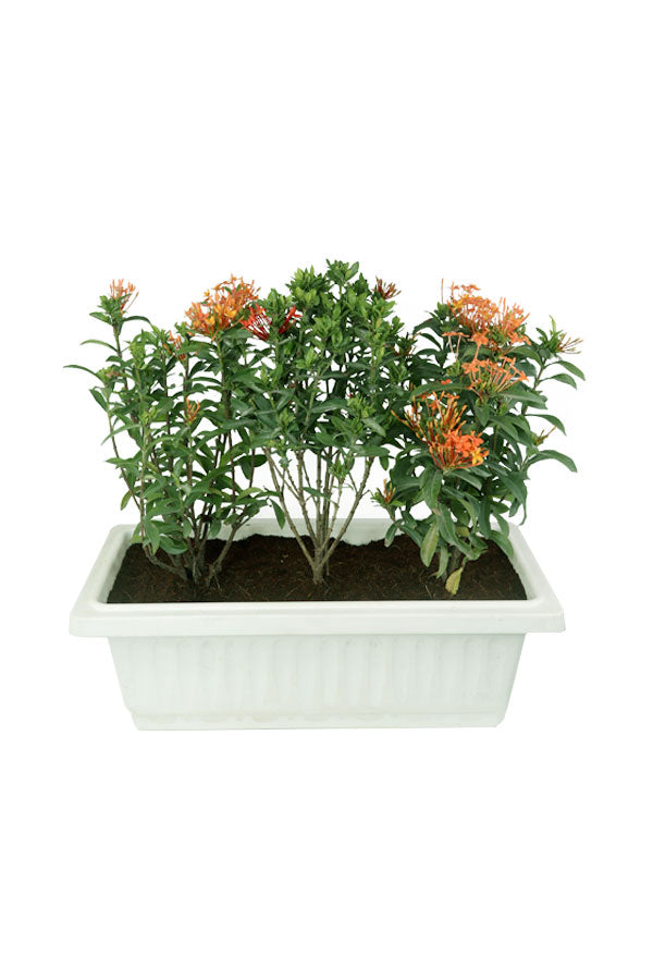 Ixora - coccinea (3 Nos) In Rectangular Pot - Plantsworld.ae