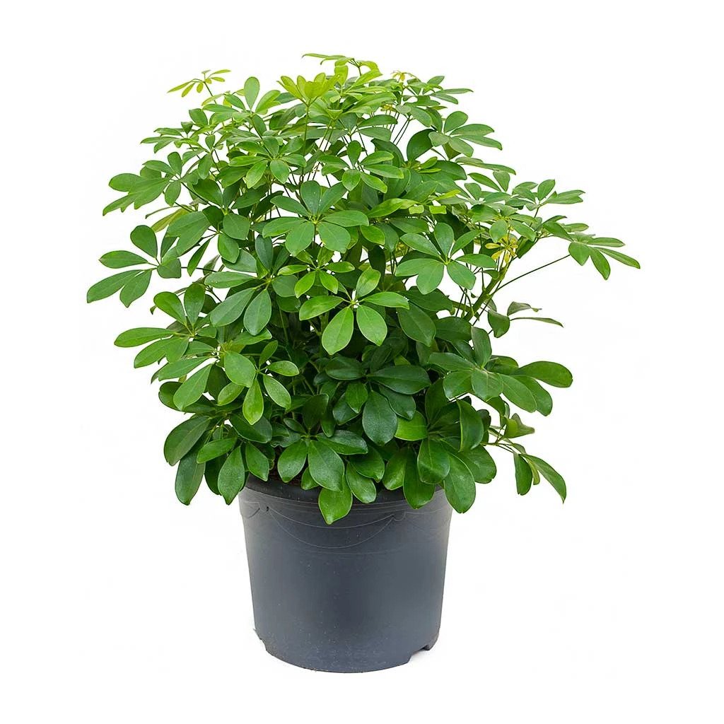 Umbrella Plant - Schefflera Arboricola - Plantsworld.ae