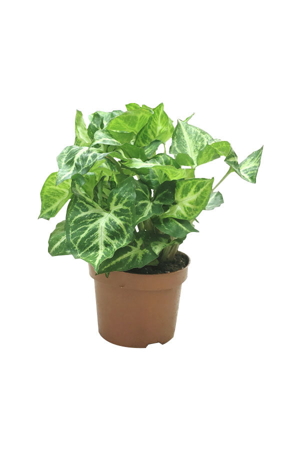 Syngonium Pixie - Butterfly Plant - Plantsworld.ae