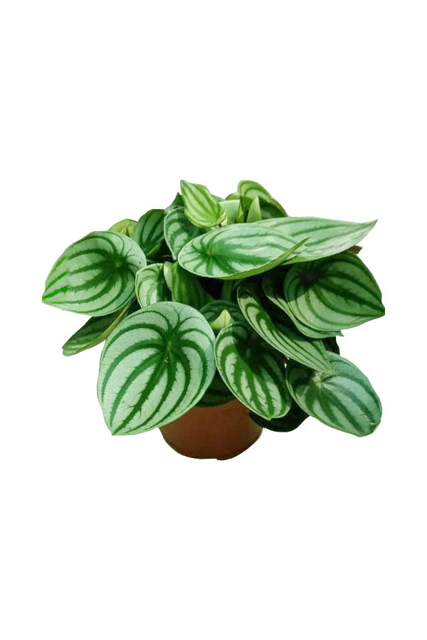 Watermelon Peperomia - Peperomia Argyreia - Plantsworld.ae