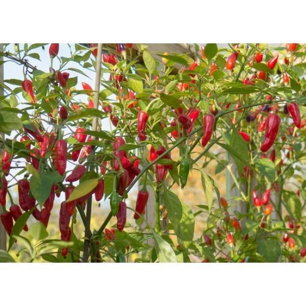 Outdoor plants online in dubai-uae Wide-chilli-Capsicum-annuum