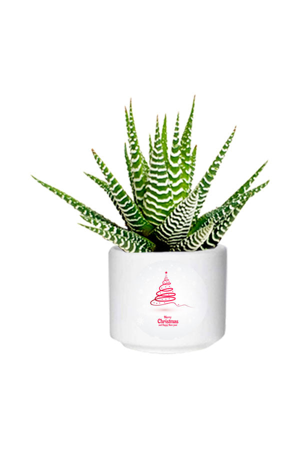 Haworthia Wide Zebra-Christmas Gift - Plantsworld.ae