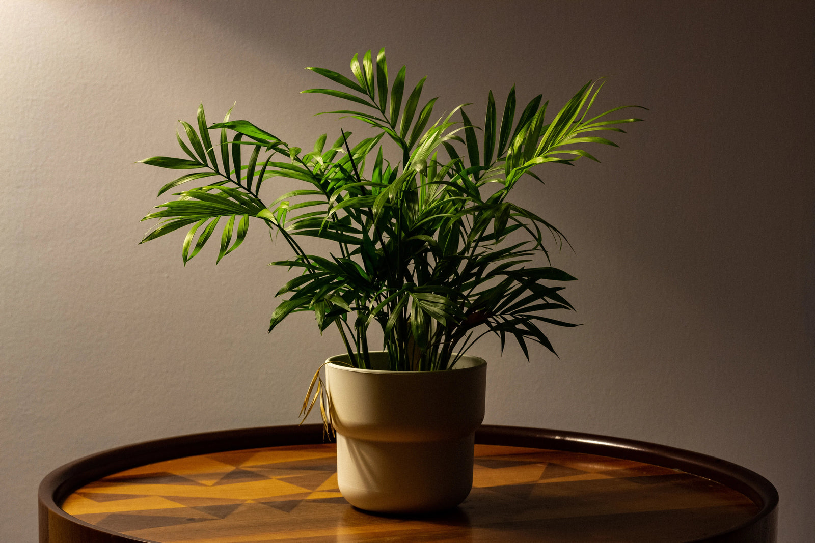 Areca Palm in a large pot filling a bright UAE living room with tropical green foliage