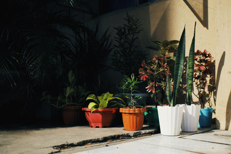 Collection of low-maintenance easy-care plants — succulent, snake plant, ZZ plant — on a modern shelf in UAE home