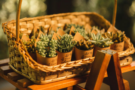 Corporate plant gift set with branded packaging and green plants for Dubai business gifting
