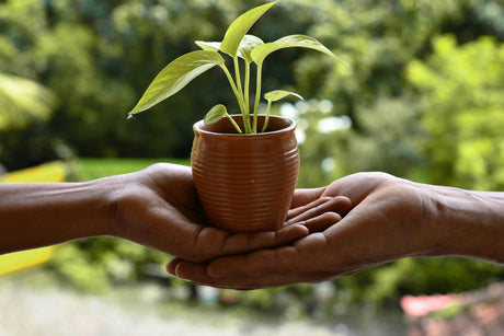 Eid plant gift set beautifully wrapped with gold ribbon for gifting in the UAE