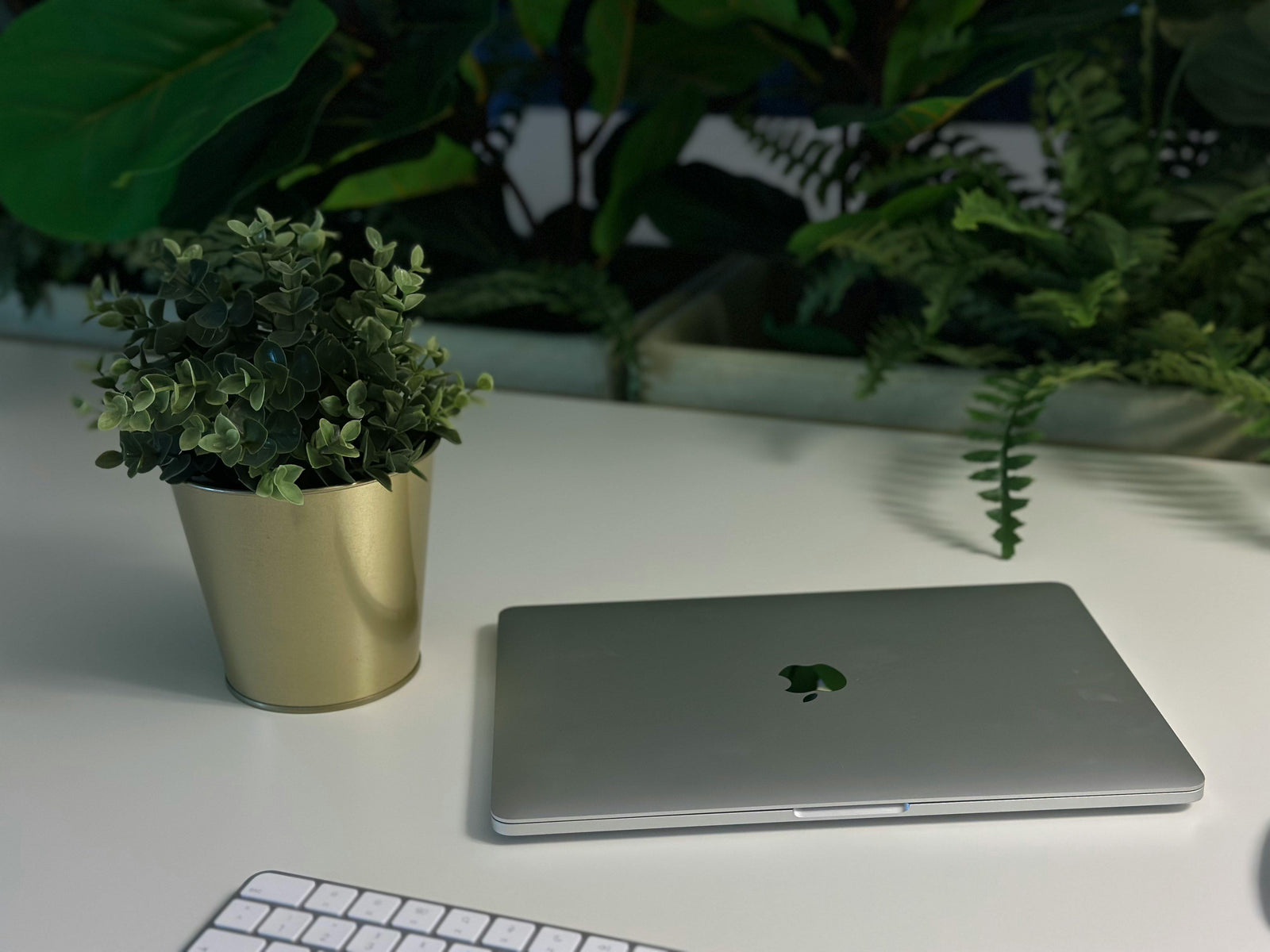 Green plants in a modern Dubai office setting — desk plants and corner plants
