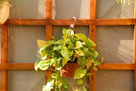 Healthy Money Plant with long trailing green leaves in a white pot in a UAE home