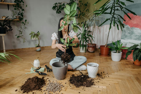 Repotting a houseplant — removing from pot and placing in fresh soil in a larger container