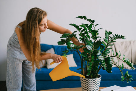 ZZ plant Zamioculcas zamiifolia in black pot — perfect UAE office plant