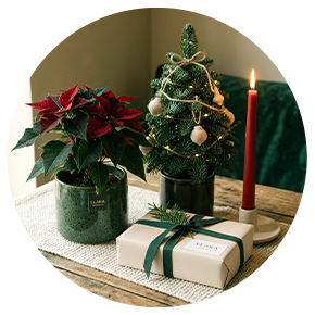 Christmas & New Year Gifts - Plantsworld.ae