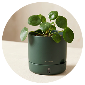 Self-Watering Planters