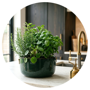 Kitchen Plants - Plantsworld.ae
