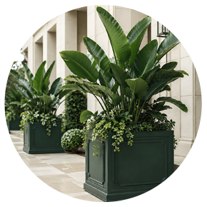 Large Plants