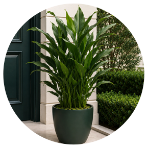 Outdoor Medium Plants - Plantsworld.ae