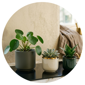 Indoor Small Plants - Plantsworld.ae