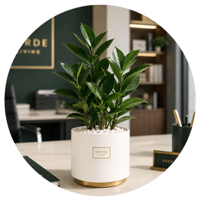 Indoor Tabletop Plants - Plantsworld.ae