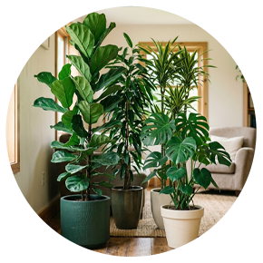 Indoor Tall Plants - Plantsworld.ae