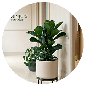 Office Plants - Plantsworld.ae