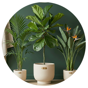 Office Tall Plants - Plantsworld.ae