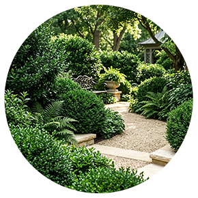 Outdoor Bushy Plants - Plantsworld.ae