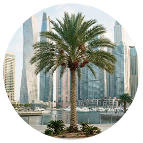 Outdoor Shrubs and Trees - Plantsworld.ae