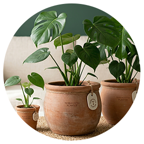 Terracotta Planters - Plantsworld.ae