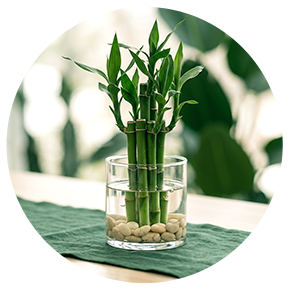 Water Plants - Plantsworld.ae