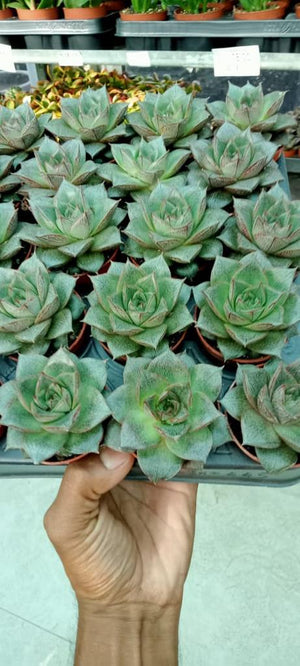 Mini Succulents Combo – Set of 9 - Plantsworld.ae