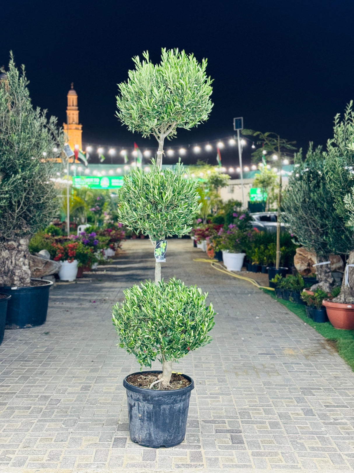Molea Europa Olive Tree - Hardy Outdoor Plant with Silvery-Green Leaves

