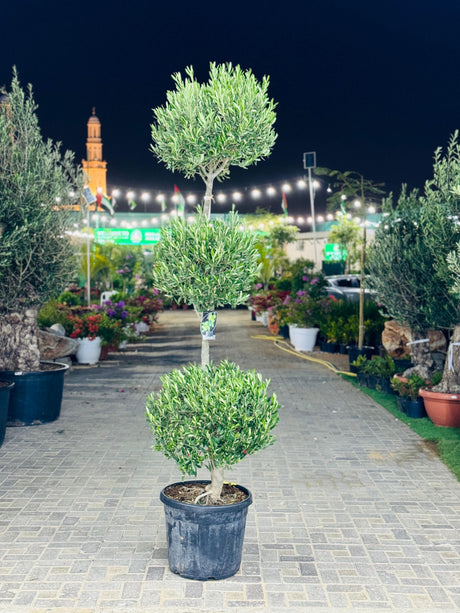 Molea Europa Olive Tree - Hardy Outdoor Plant with Silvery-Green Leaves

