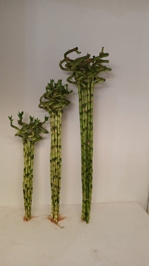 Lucky Bamboo  Stick- Dracaena Sanderiana - Plantsworld.ae