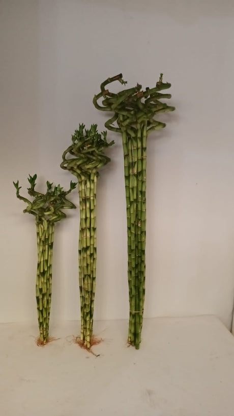 Lucky Bamboo  Stick- Dracaena Sanderiana - Plantsworld.ae