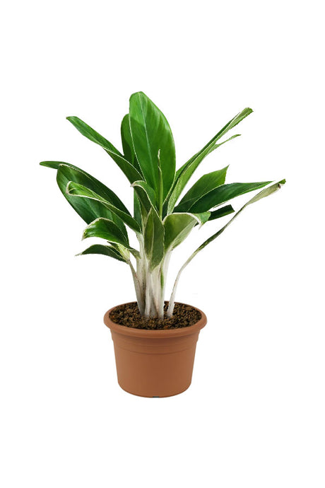 Aglaonema White Lime – Easy-Care Air Purifying Indoor Plant - Plantsworld.ae