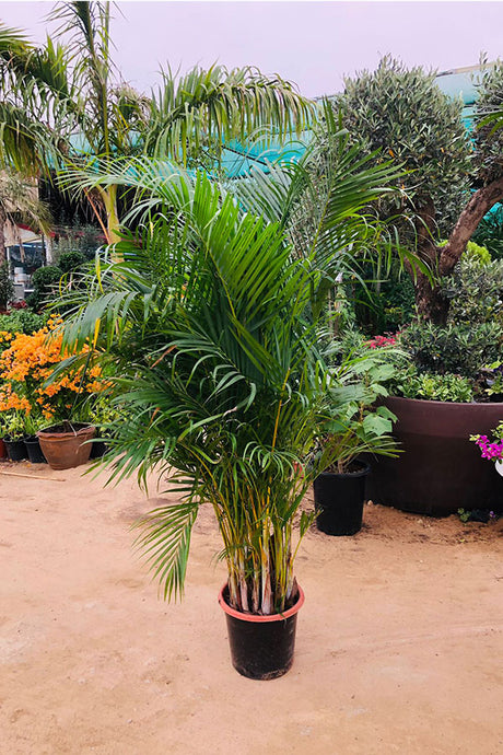 Areca Outdoor Plant - Dypsis Lutescens - Elegant Green Palm Tree for Gardens