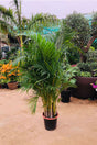 Areca Outdoor Plant - Dypsis Lutescens - Elegant Green Palm Tree for Gardens