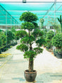 Ficus Nitida Multihead - Elegant Indoor Plant for Home & Office Decor at PlantsWorld.ae