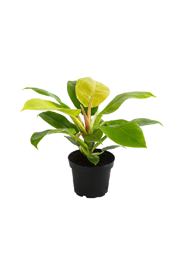 Moonlight Philodendron - Philodendron 'Moonlight' - Plantsworld.ae
