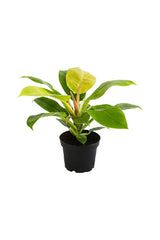 Moonlight Philodendron - Philodendron 'Moonlight' - Plantsworld.ae