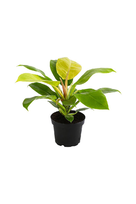 Moonlight Philodendron - Philodendron 'Moonlight' - Plantsworld.ae