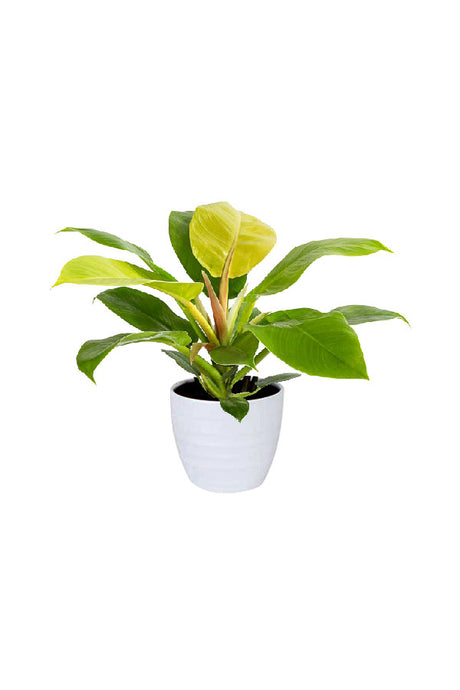 Philodendron Moonlight – Bright lime-green foliage indoor plant in decorative ceramic pot

