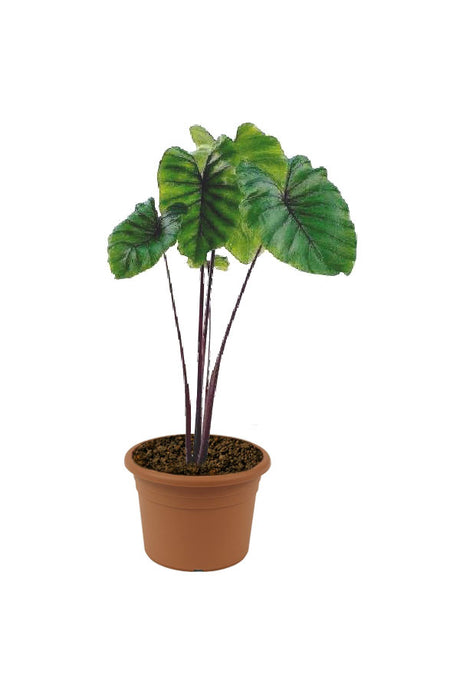 Pharaoh's Mask Taro - Colocasia 'Pharaoh's Mask' - Plantsworld.ae