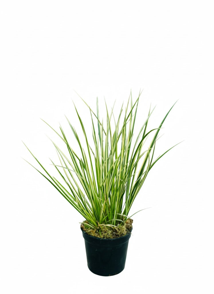 Japanese sweet flag green variegated plant