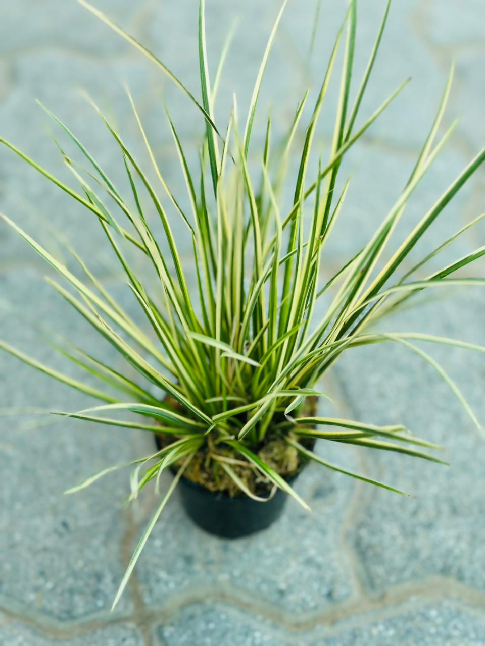 Japanese Sweet Flag - Acorus Gramineus 'Variegatus' - Plantsworld.ae