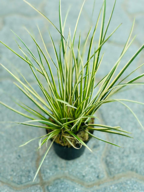 Japanese Sweet Flag - Acorus Gramineus 'Variegatus' - Plantsworld.ae