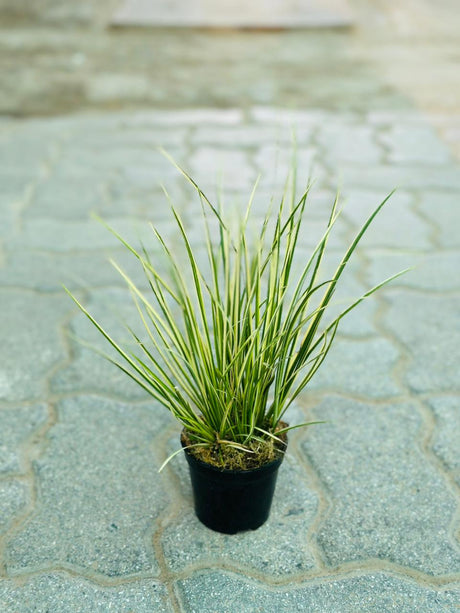 Japanese Sweet Flag - Acorus Gramineus 'Variegatus' - Plantsworld.ae