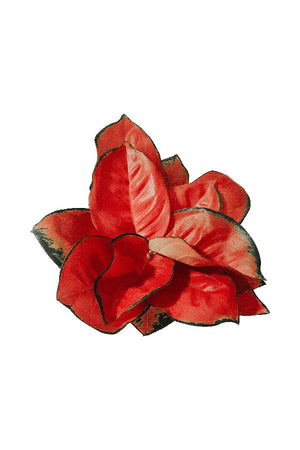 Aglaonema Pink Peacock - Aglaonema Commutatum - Plantsworld.ae