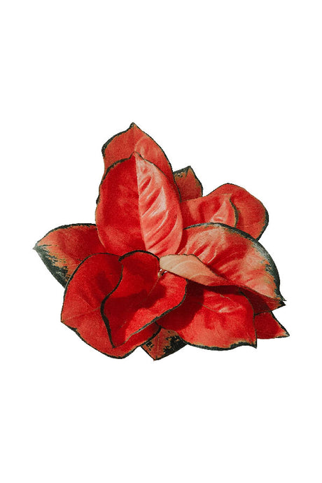 Aglaonema Pink Peacock - Aglaonema Commutatum - Plantsworld.ae